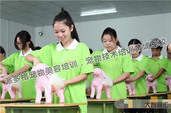 寵物美容教程自學(xué)教程