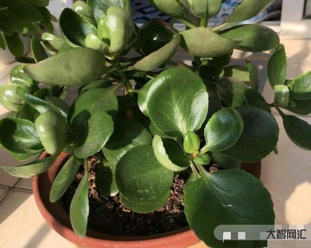 長壽花需要多久開花-長壽花需要多久開花長壽花需要多久開花結(jié)果，太瘋狂了，