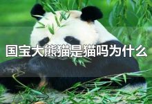 大熊貓是貓嗎-大熊貓是貓嗎?-大智網(wǎng)匯