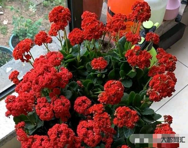 長壽花需要多久開花-長壽花需要多久開花長壽花需要多久開花結(jié)果，太瘋狂了，