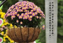 節哀順變是什么意思-什么是節哀順變,節哀順變是什么意思,節哀順變解釋-大智網匯