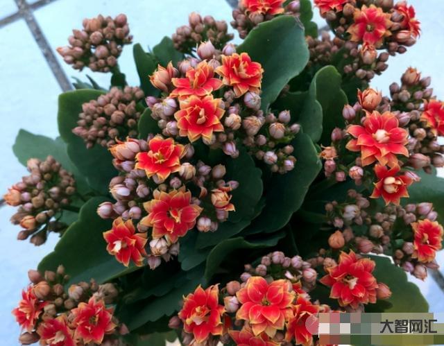 長壽花需要多久開花-長壽花需要多久開花長壽花需要多久開花結(jié)果，太瘋狂了，