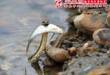夢見蛇是什么預兆-夢見蛇什么征兆-大智網匯