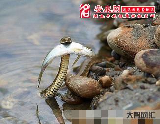 夢見蛇是什么預兆