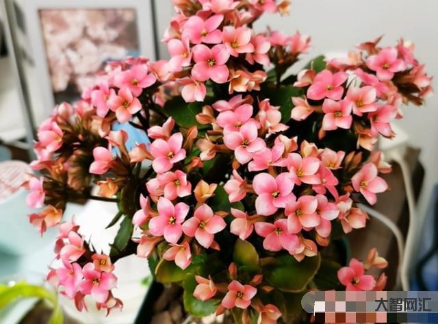 長壽花需要多久開花-長壽花需要多久開花長壽花需要多久開花結(jié)果，太瘋狂了，