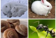 冬眠的動物有哪些-冬眠的動物有哪些?-大智網匯