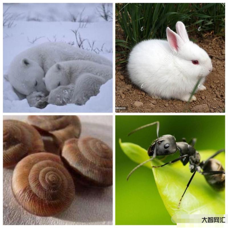 冬眠的動物有哪些