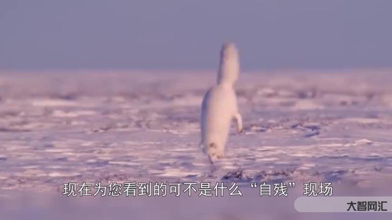 動物園北極狐指甲過長行走困難