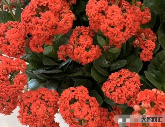 長壽花需要多久開花-長壽花需要多久開花長壽花需要多久開花結(jié)果，太瘋狂了，