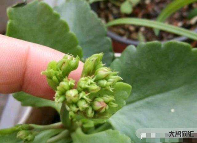長壽花需要多久開花-長壽花需要多久開花長壽花需要多久開花結(jié)果，太瘋狂了，