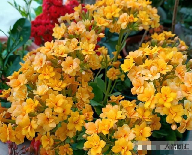 長壽花需要多久開花-長壽花需要多久開花長壽花需要多久開花結(jié)果，太瘋狂了，