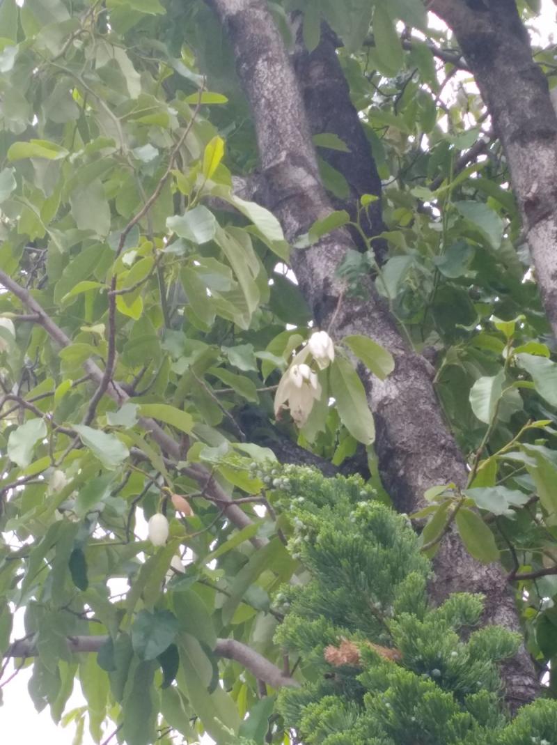含笑一現的意思