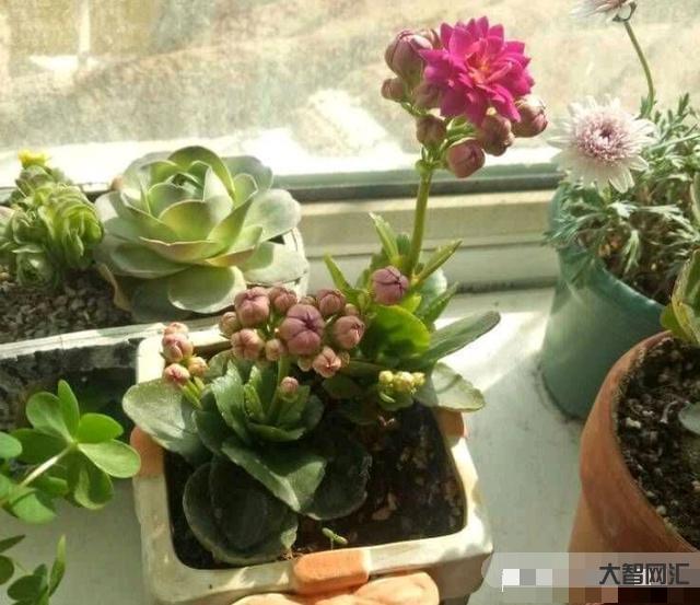 長壽花需要多久開花-長壽花需要多久開花長壽花需要多久開花結(jié)果，太瘋狂了，