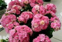 長壽花需要多久開花-長壽花需要多久開花長壽花需要多久開花結果,太瘋狂了,-大智網匯