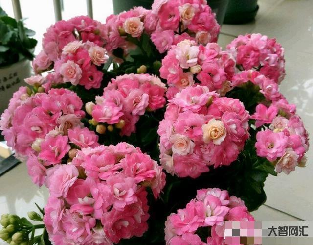 長壽花需要多久開花-長壽花需要多久開花長壽花需要多久開花結(jié)果，太瘋狂了，