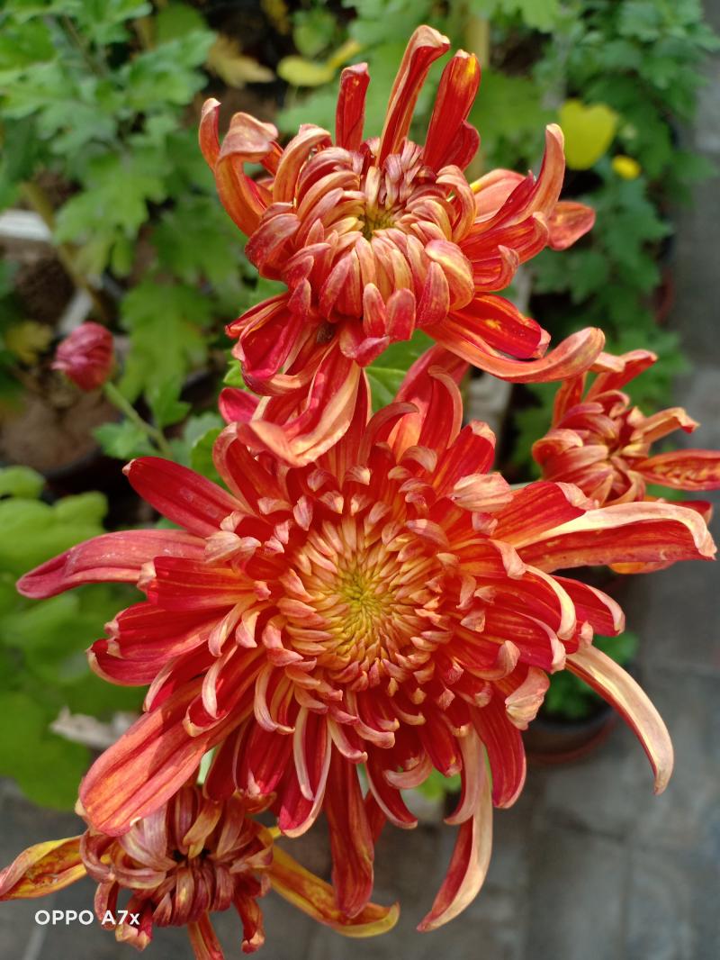 什么叫爆菊花