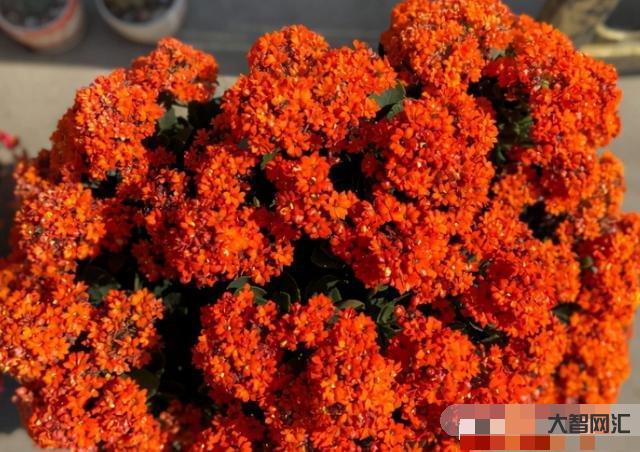 長壽花需要多久開花-長壽花需要多久開花長壽花需要多久開花結(jié)果，太瘋狂了，