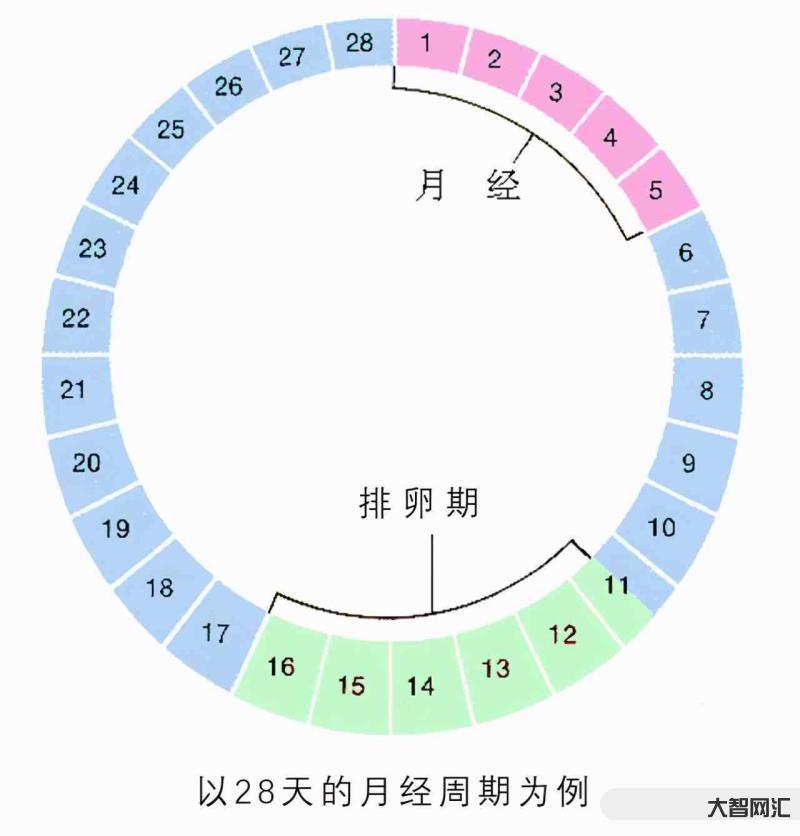 排卵期是什么時候