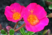 太陽花圖片-向日葵什么時候開花,向日葵圖片-大智網匯