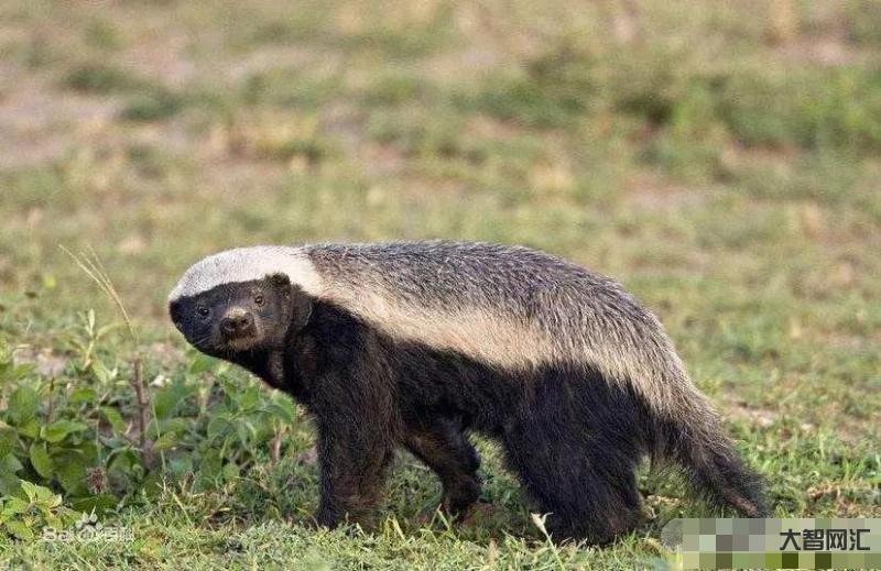 揭秘：平頭哥是什么梗？平頭哥是怎樣的動物？蜜獾怎么叫平頭哥？
