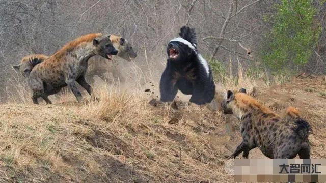 揭秘：平頭哥是什么梗？平頭哥是怎樣的動物？蜜獾怎么叫平頭哥？