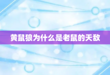 黃鼠狼為什么是老鼠的天敵-大智網匯