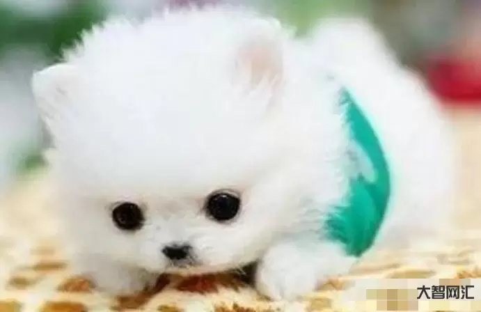 茶杯犬多少錢一只