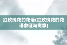 紅玫瑰花的花語-紅玫瑰花的花語象征與寓意-大智網匯