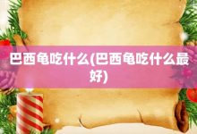 巴西龜吃什么-巴西龜吃什么最好-大智網匯