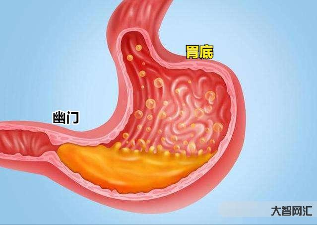 1、胃在哪里?