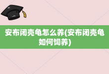安布閉殼龜怎么養-安布閉殼龜如何飼養-大智網匯