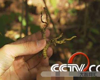 1、冬蟲夏草煙多少錢？一包一包一包冬蟲夏草煙多少錢