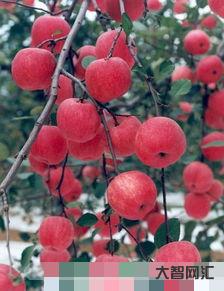 碩果這個(gè)詞是什么意思