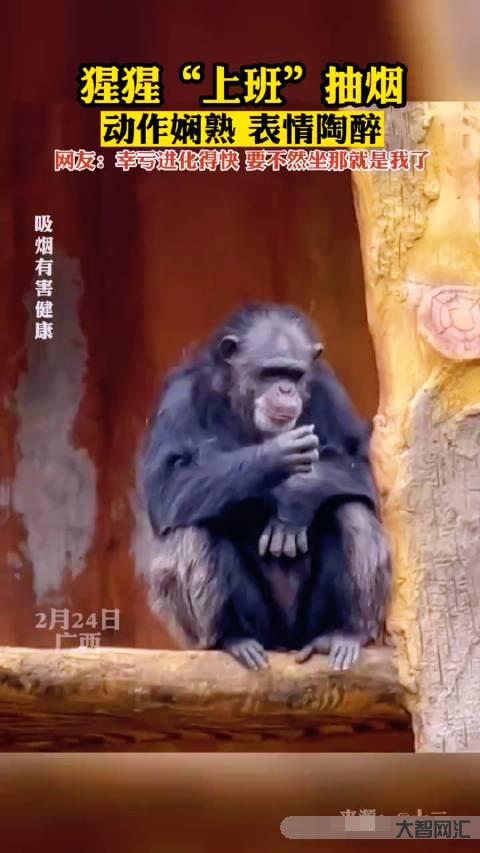 猩猩抽煙滅煙頭視頻-柬埔寨猴子抽煙吞云吐霧，望向天空若有所思，網友:它