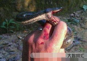 1、夢見被蛇咬是什么意思？