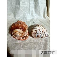 海南貝殼一元一杯-島內(nèi)外專家學者海口研討“一帶一路與海南貝殼文化”