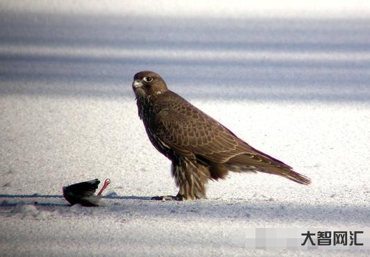 2、怎么讀獵鷹這個詞?