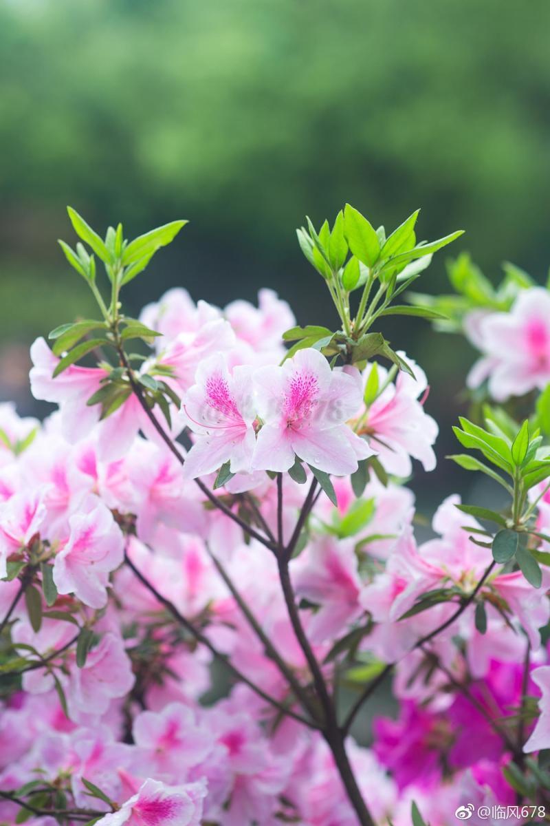 花開多花-9種富貴花，就愛小花盆，小盆多曬曬，又美又“高檔”