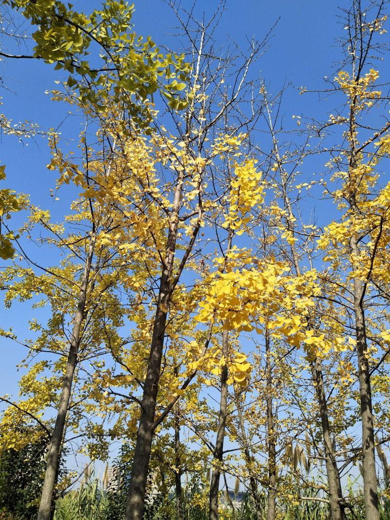 河南秋天只有一天的天氣-最高30℃!河南多地氣溫“狂飆” 河南秋天只有一天的天氣-最高30℃!河南多地氣溫“狂飆”