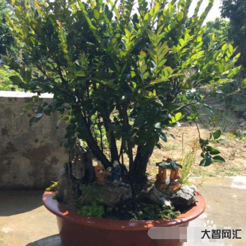 紫檀戶外多久澆水-小葉紫檀養(yǎng)殖方法和注意事項