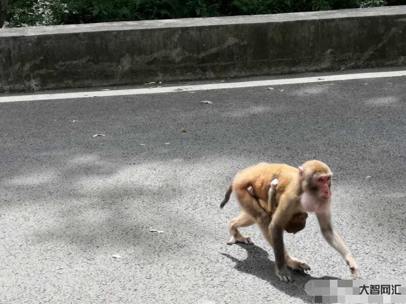 猴子搶走女子手機-泰國國家公園的猴子攻擊游客,還偷走蘋果手機 猴子搶走女子手機-泰國國家公園的猴子攻擊游客,還偷走蘋果手機