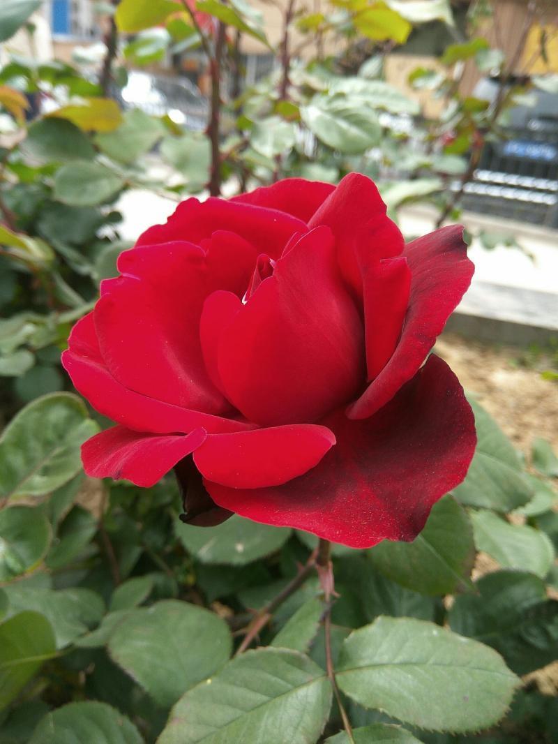 月季花怎么襯托花朵的美-月季花開香滿園，嘗試四個思路，拍攝出月季花曼妙
