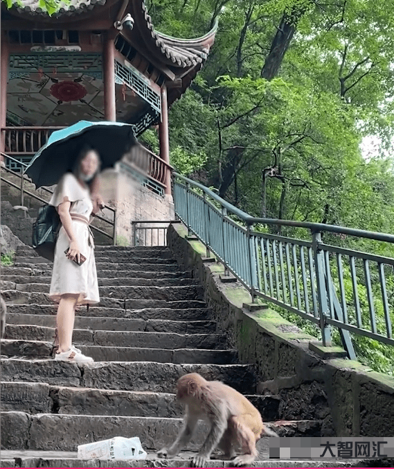 猴子搶走女子手機-泰國國家公園的猴子攻擊游客,還偷走蘋果手機 猴子搶走女子手機-泰國國家公園的猴子攻擊游客,還偷走蘋果手機