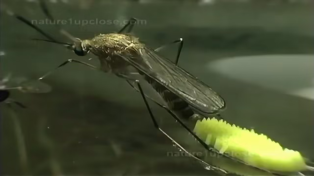 蚊子每次可以產卵多少-世界上有多少只蚊子?其成蟲很難生存15天，為什么