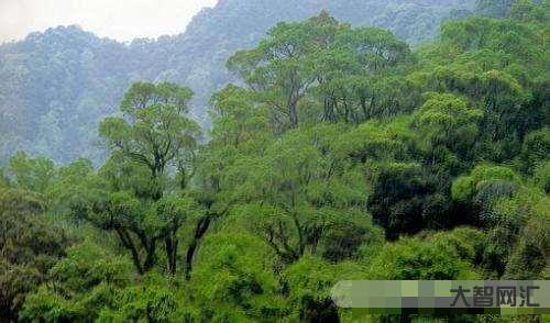 亞熱帶常綠闊葉林-原來這才是“雪山” 亞熱帶常綠闊葉林-原來這才是“雪山”