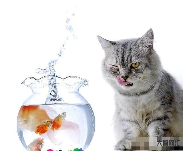貓生活在陸地又很怕水，但是卻喜歡吃魚，這是為什么？-辟謠:貓咪怕水不愛