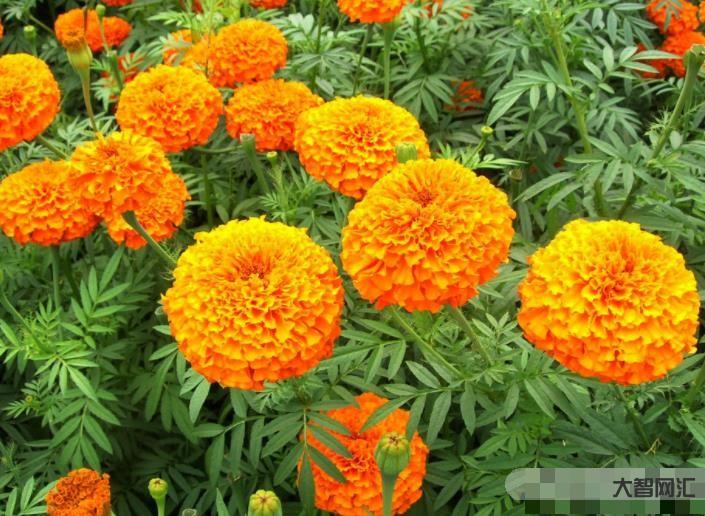 calendula-金盞花雍容華貴，還可美容養(yǎng)顏，盆栽養(yǎng)護(hù)還很簡單哦