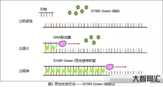 pcr是什么意思-PCR(生物學的聚合酶鏈反應)