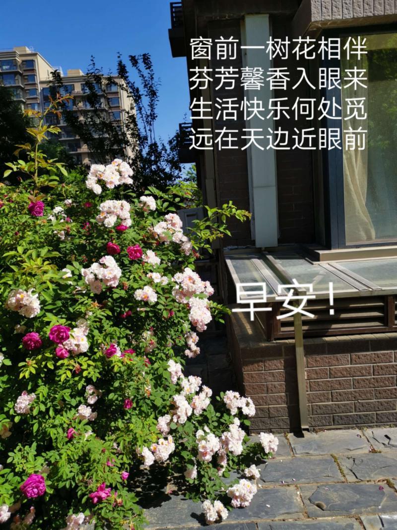 每天起來怎么樣問早安-5月28日每天一清早，相互來問好!短短兩三語，濃