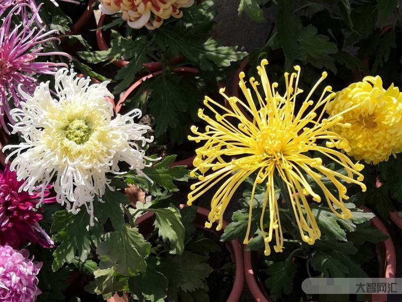 革命先烈紀(jì)念碑旁的花-落葉開(kāi)花飛火鳳，陽(yáng)春三月“花城”的C位仍是那火紅